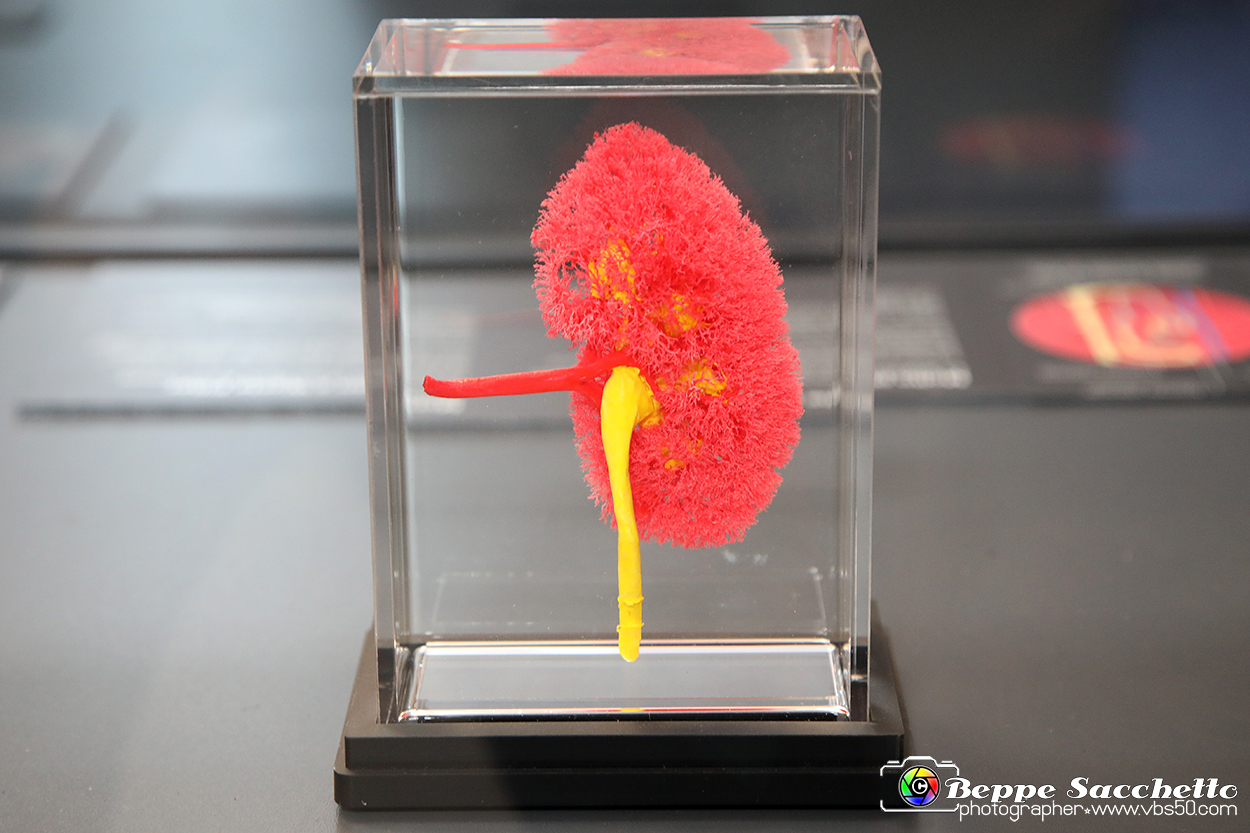 VBS_2584 - Rene - Mostra Body Worlds.jpg